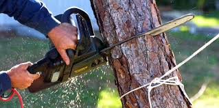 Best Firewood Processing and Delivery  in Lone Oak, TN