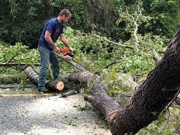 Best Stump Grinding and Removal  in Lone Oak, TN