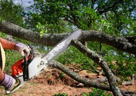 Best Tree Preservation Services  in Lone Oak, TN