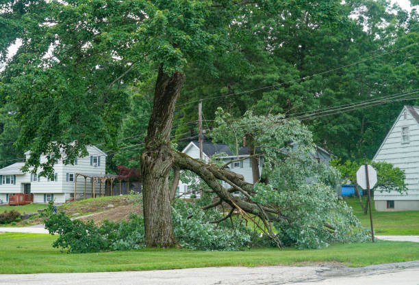 Best Leaf Removal  in Lone Oak, TN