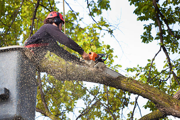 Best Lawn Mowing  in Lone Oak, TN