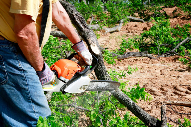 Best Tree Disease Treatment  in Lone Oak, TN