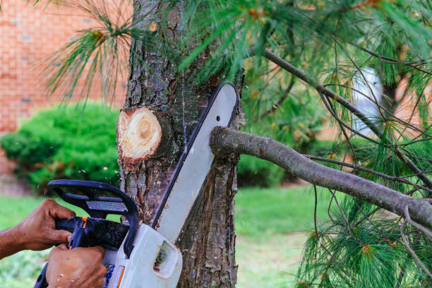 Best Fruit Tree Pruning  in Lone Oak, TN